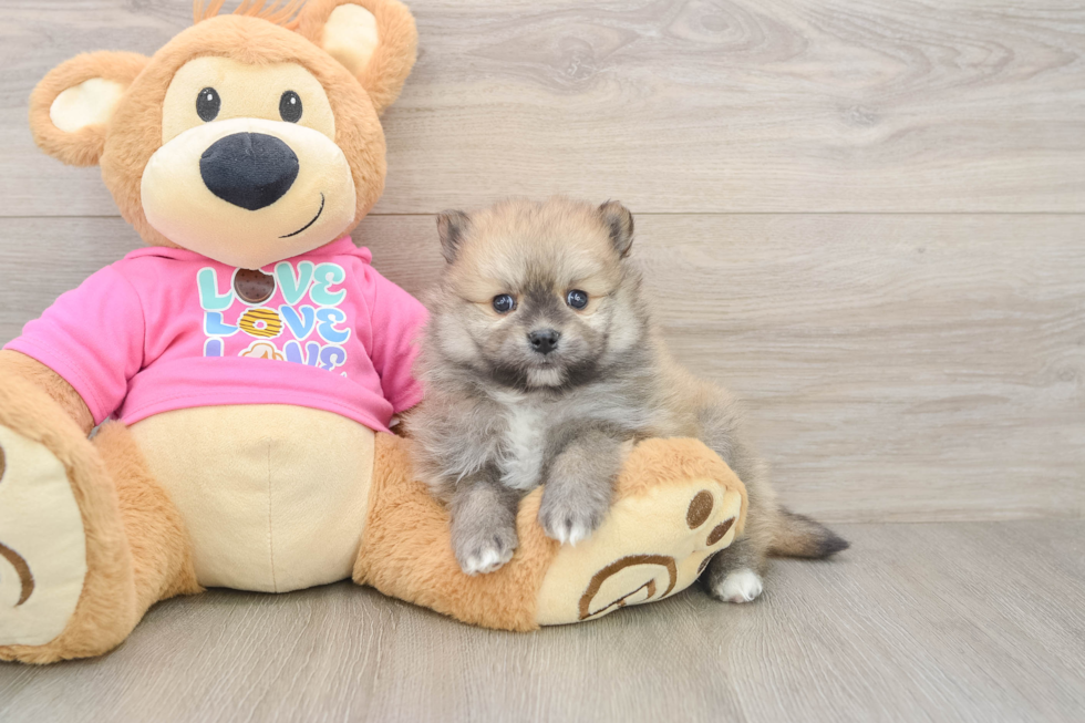 Funny Pomeranian Purebred Pup