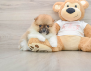 8 week old Pomeranian Puppy For Sale - Florida Fur Babies