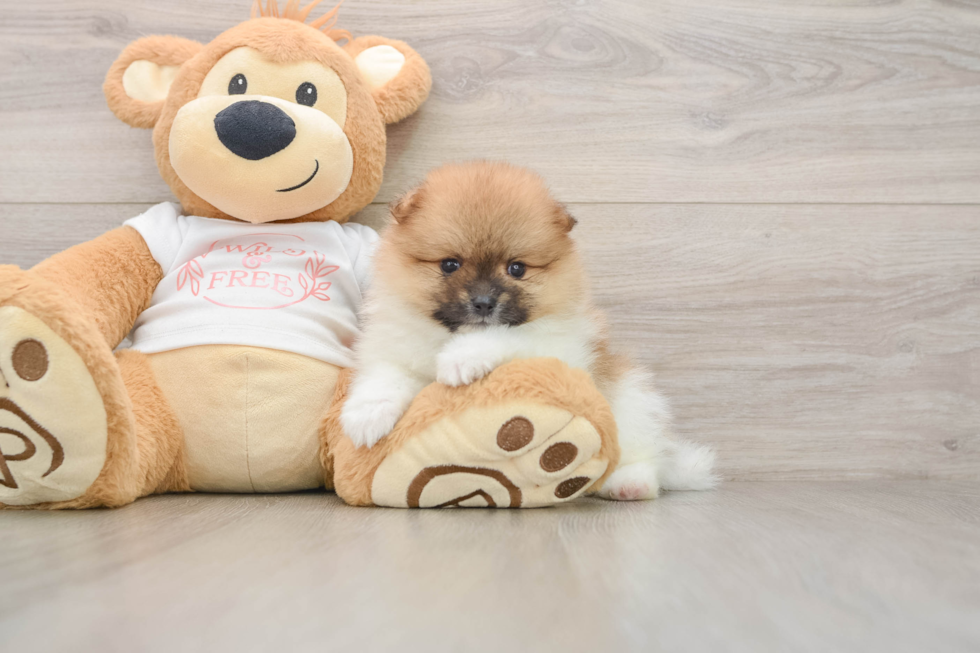 Best Pomeranian Baby