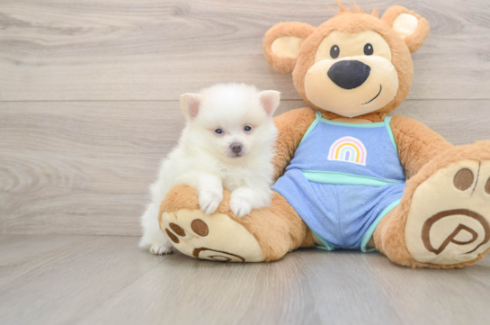 Pomeranian Pup Being Cute