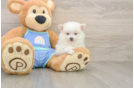 Pomeranian Pup Being Cute