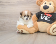 8 week old Pomeranian Puppy For Sale - Florida Fur Babies