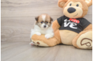 Pomeranian Puppy for Adoption