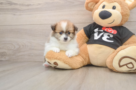 Pomeranian Puppy for Adoption