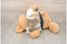 Smart Loulou Purebred Puppy