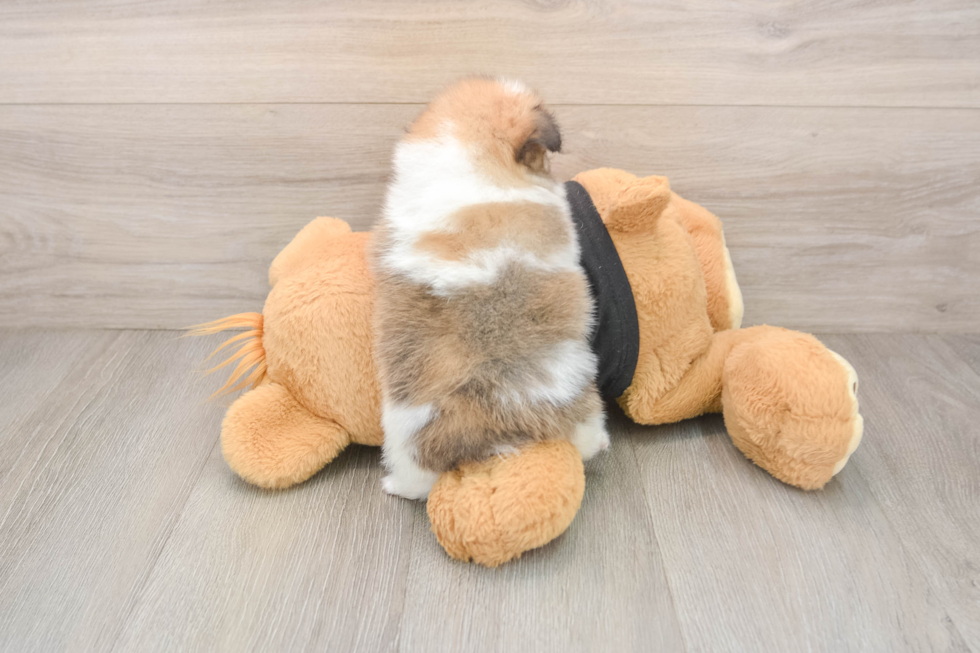 Smart Loulou Purebred Puppy