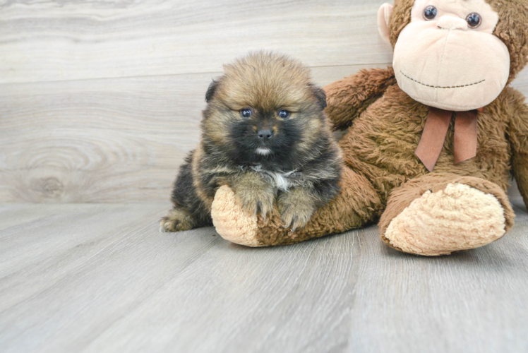 Pomeranian Pup Being Cute