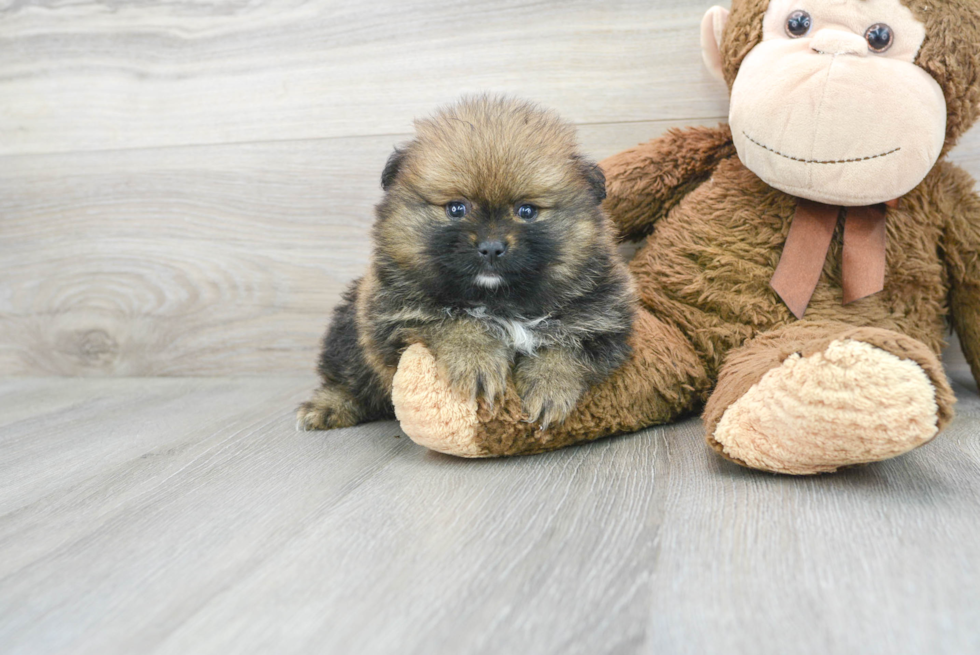 Meet Gibson - our Pomeranian Puppy Photo 1/3 - Florida Fur Babies