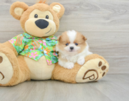 6 week old Pomeranian Puppy For Sale - Florida Fur Babies