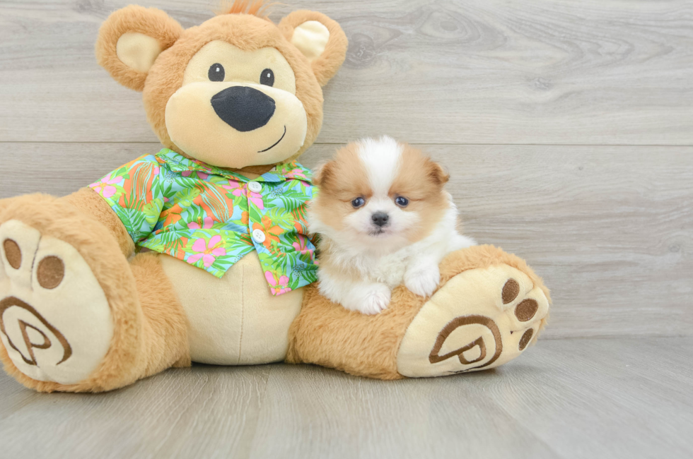 5 week old Pomeranian Puppy For Sale - Florida Fur Babies