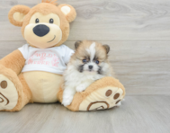 7 week old Pomeranian Puppy For Sale - Florida Fur Babies
