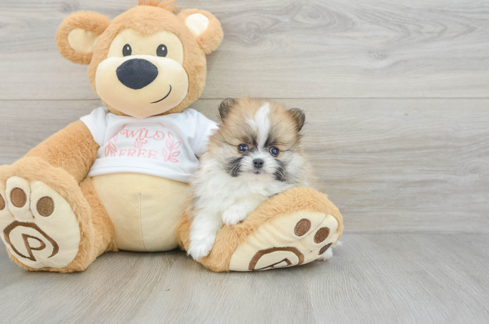 5 week old Pomeranian Puppy For Sale - Florida Fur Babies