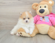 7 week old Pomeranian Puppy For Sale - Florida Fur Babies