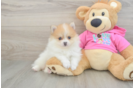 Pomeranian Pup Being Cute