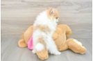 Popular Pomeranian Purebred Pup