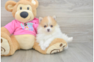 Best Pomeranian Baby