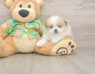 7 week old Pomeranian Puppy For Sale - Florida Fur Babies