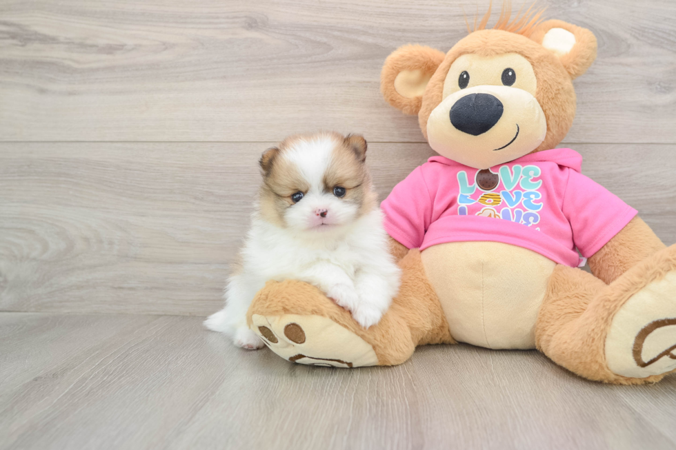 Pomeranian Puppy for Adoption