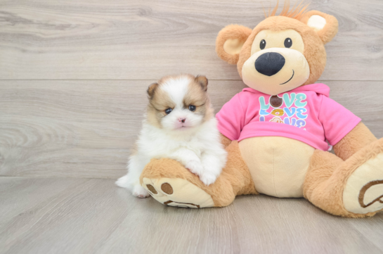 Pomeranian Puppy for Adoption