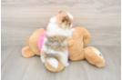 Pomeranian Puppy for Adoption