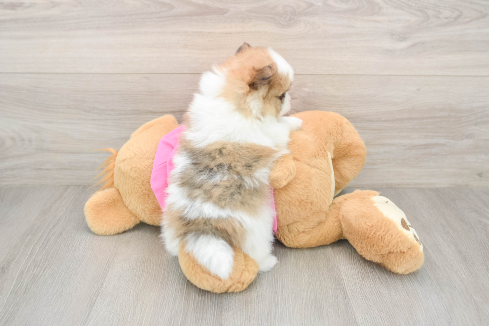 Pomeranian Puppy for Adoption