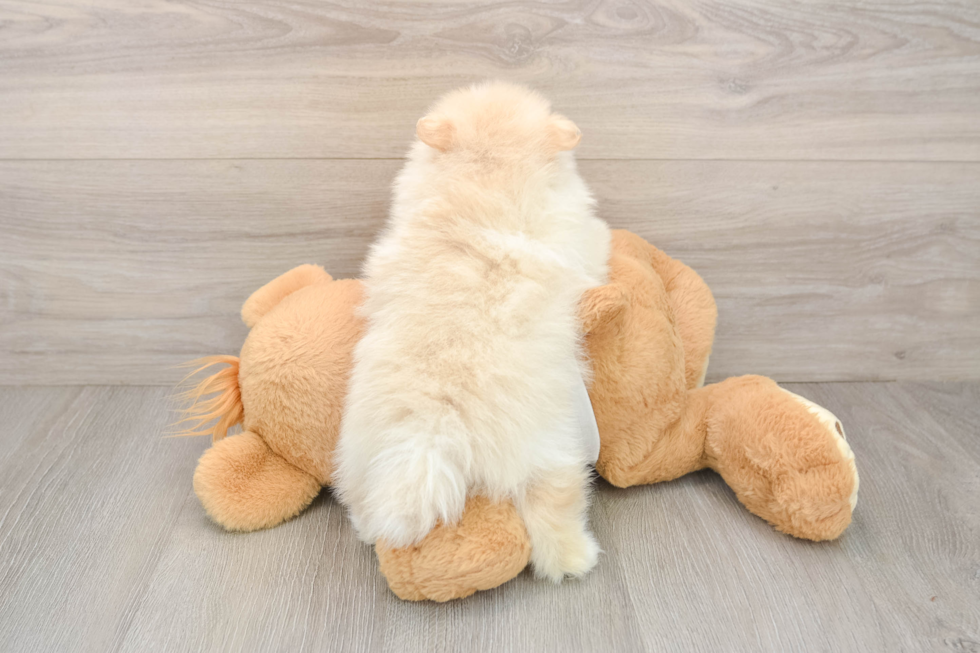 Small Pomeranian Purebred Pup