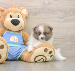 8 week old Pomeranian Puppy For Sale - Florida Fur Babies