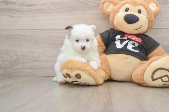 Playful Pomeranian Baby