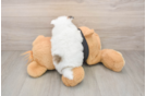 Smart Loulou Purebred Puppy