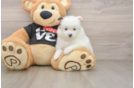 Best Pomeranian Baby