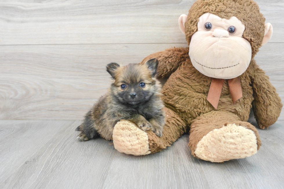 Adorable Pomeranian Purebred Puppy