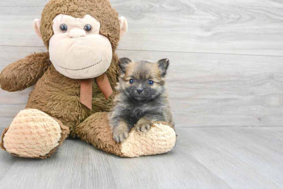 Fluffy Pomeranian Purebred Puppy