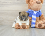 7 week old Pomeranian Puppy For Sale - Florida Fur Babies