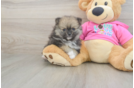 Best Pomeranian Baby
