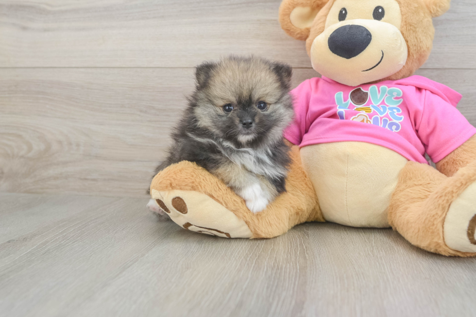 Best Pomeranian Baby