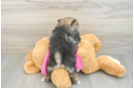 Funny Pomeranian Baby