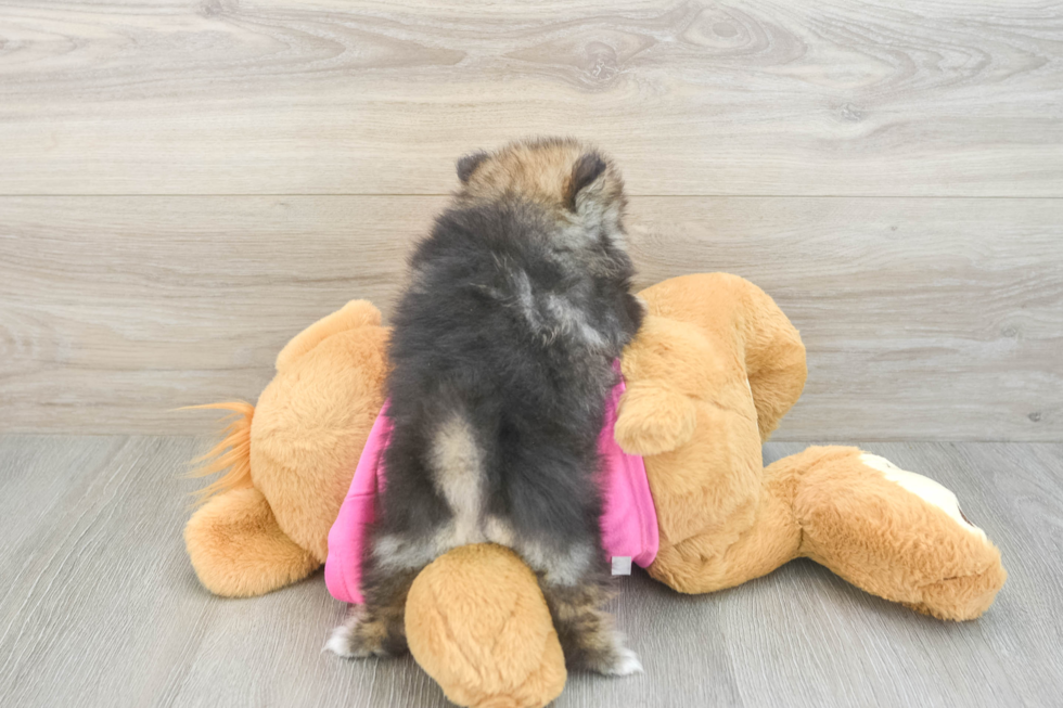 Funny Pomeranian Baby