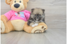 Little Pomeranian Purebred Pup