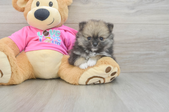 Little Pomeranian Purebred Pup