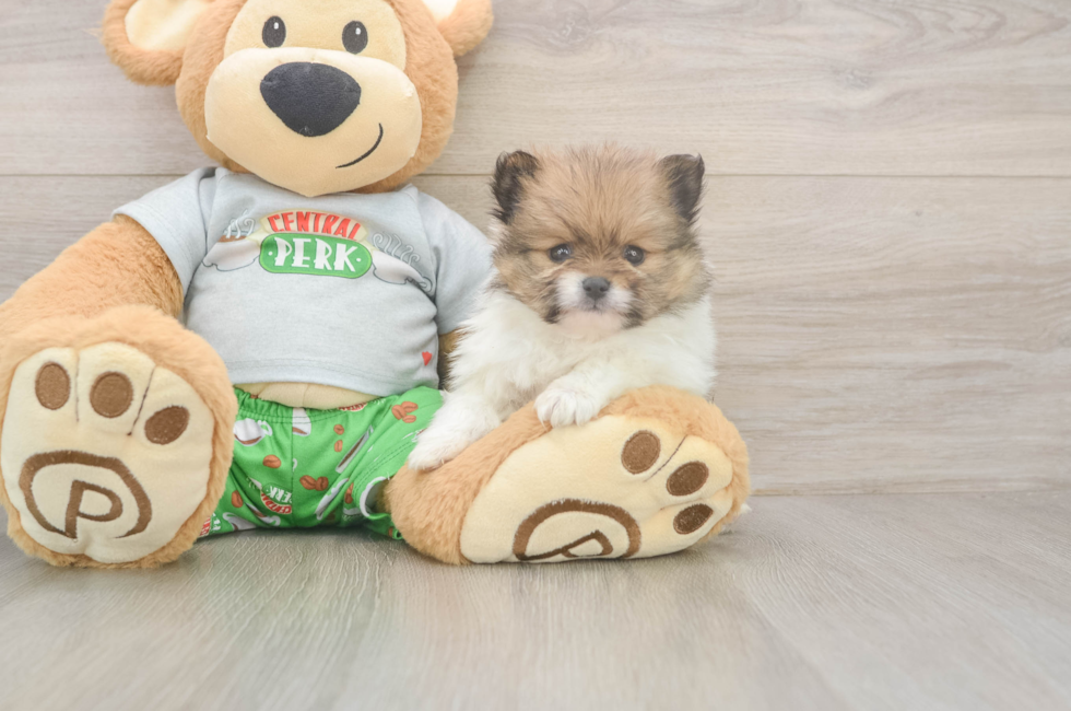 5 week old Pomeranian Puppy For Sale - Florida Fur Babies