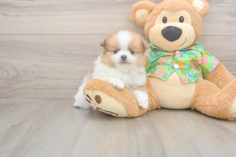 Playful Pomeranian Baby