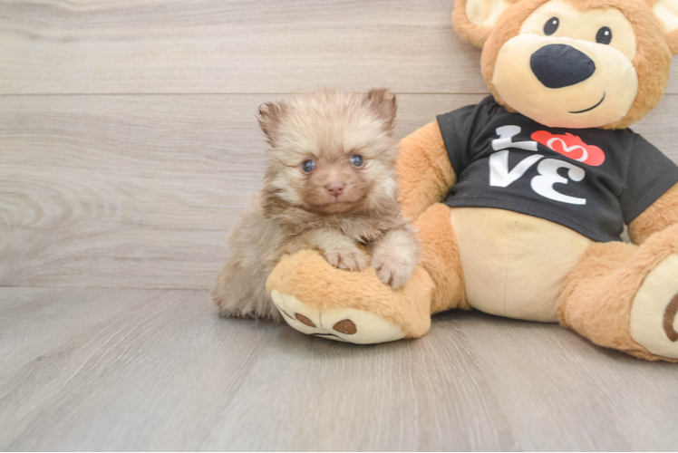 Pomeranian Puppy for Adoption