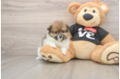 Little Pomeranian Purebred Pup
