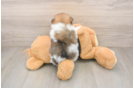 Pomeranian Puppy for Adoption