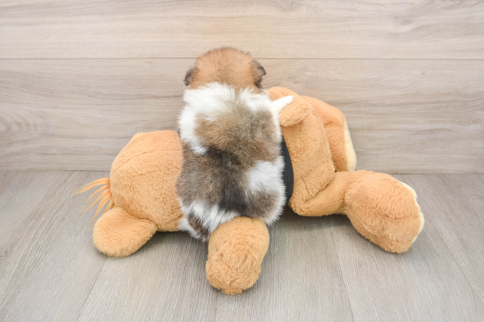 Pomeranian Puppy for Adoption