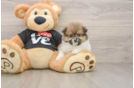 Pomeranian Puppy for Adoption
