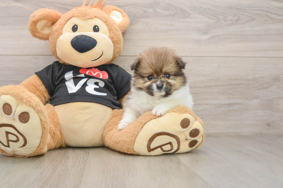 Pomeranian Puppy for Adoption