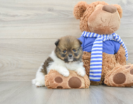 7 week old Pomeranian Puppy For Sale - Florida Fur Babies