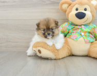 6 week old Pomeranian Puppy For Sale - Florida Fur Babies