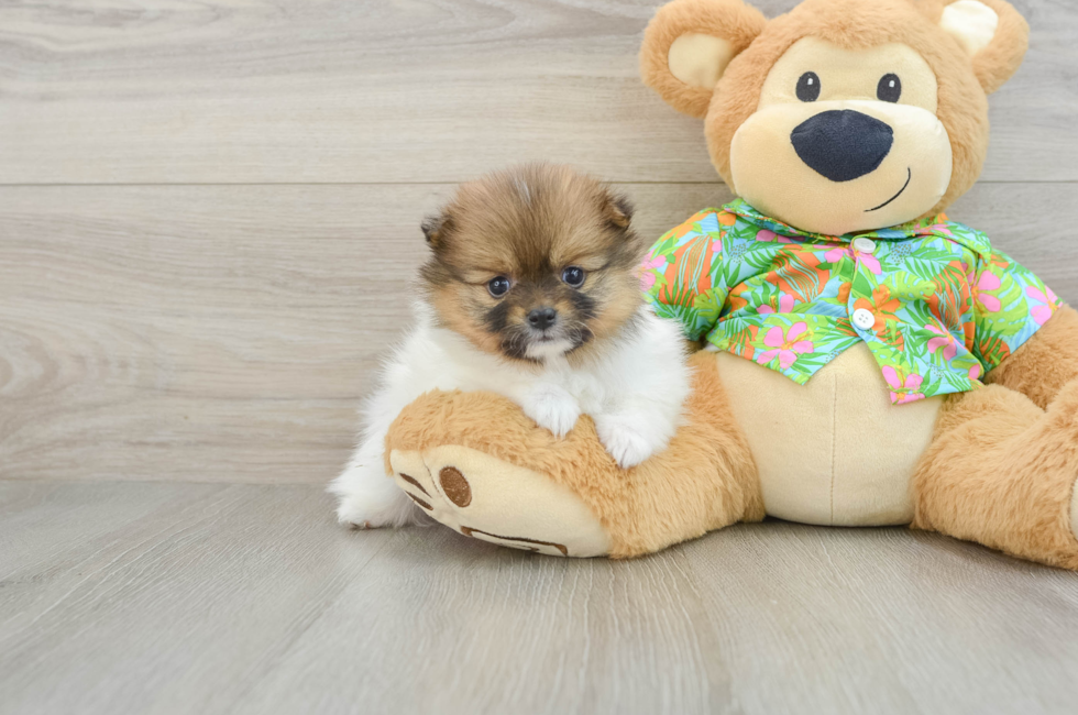 5 week old Pomeranian Puppy For Sale - Florida Fur Babies